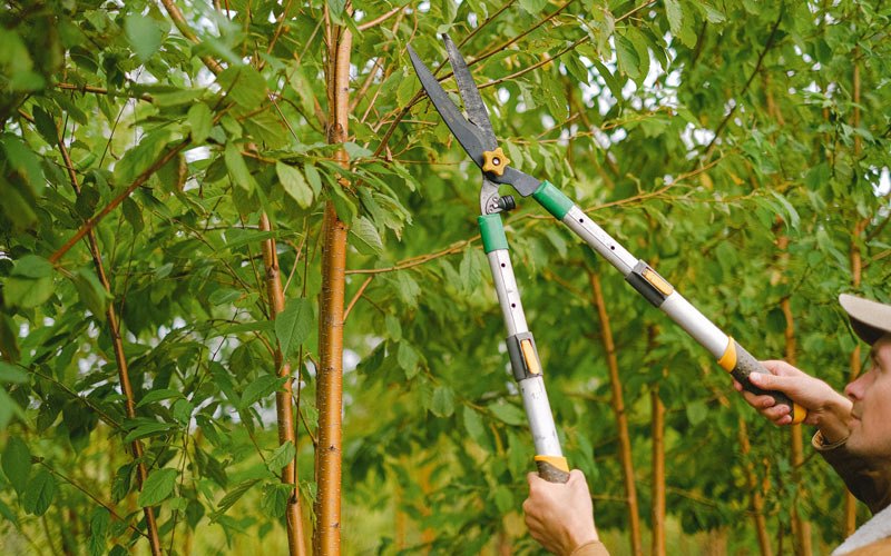 Tree trimming in Lublin, WI
