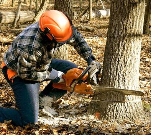 Tree Removal in Lublin, WI